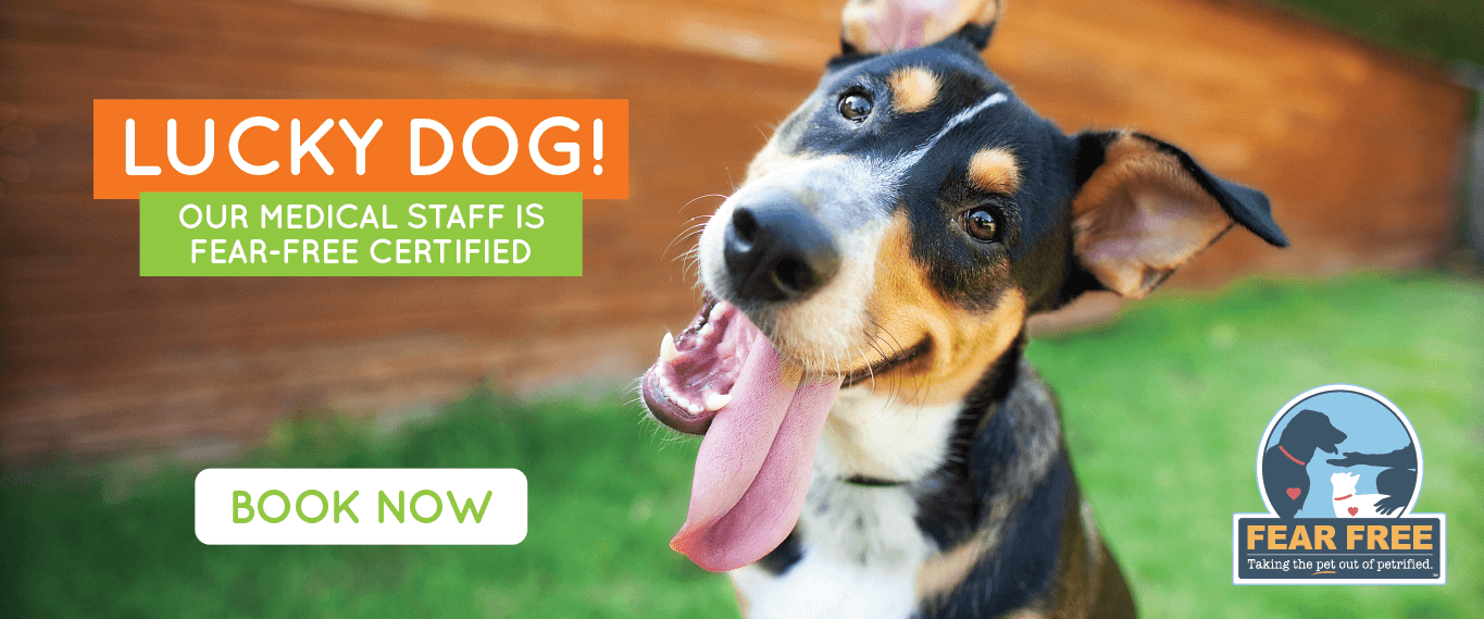 happy dog fear free certified staff